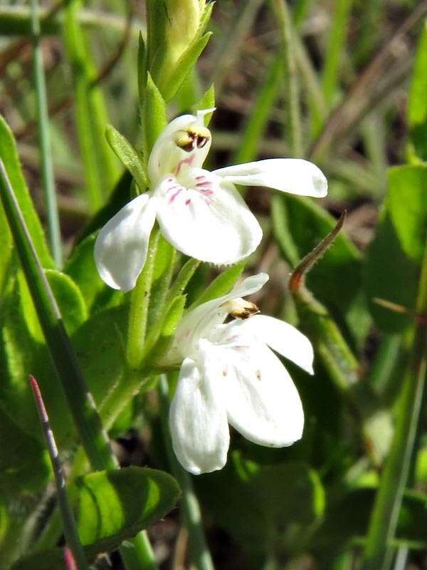 Image of Justicia anagalloides (Nees) T. Anders.