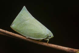 Image of Anaya luteimargo (Walker 1857)