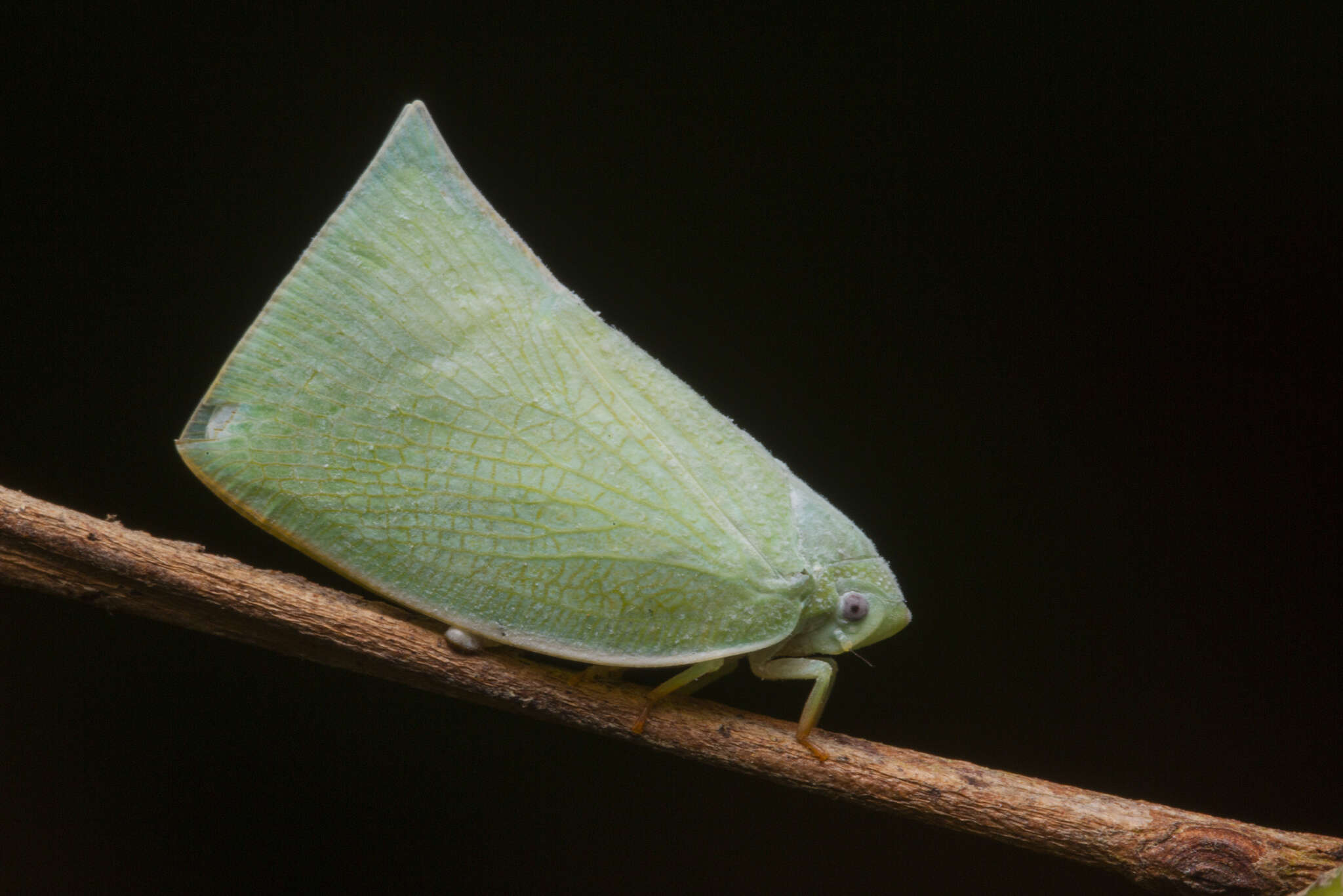 Image of Anaya luteimargo (Walker 1857)