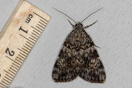 Слика од Catocala lineella Grote 1872