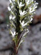 Image of Fringe Falseslugwort