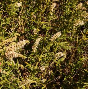 Imagem de Mentha longifolia (L.) Huds.