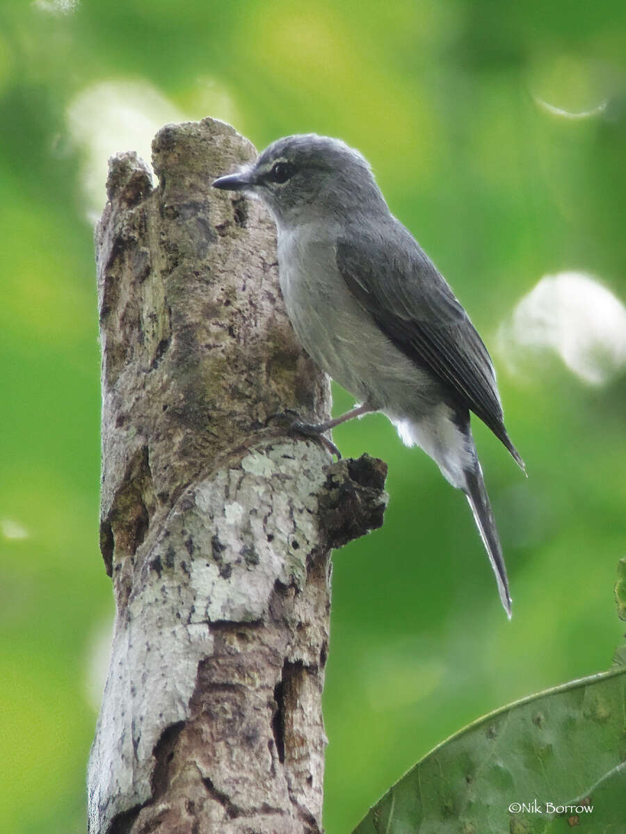 Image of <i>Fraseria caerulescens brevicauda</i>