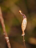 Image of Gastrodia minor Petrie