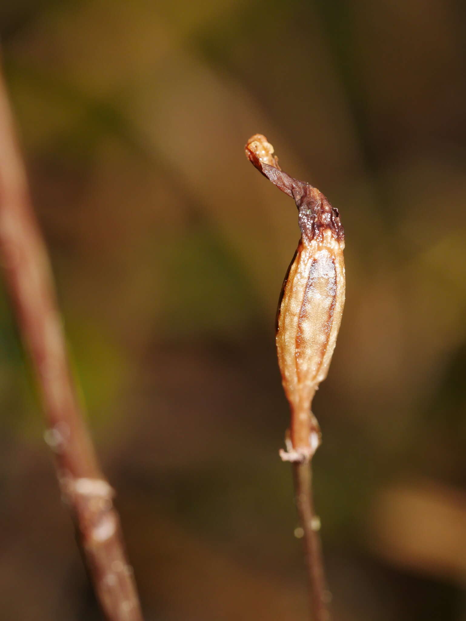 Image of Gastrodia minor Petrie