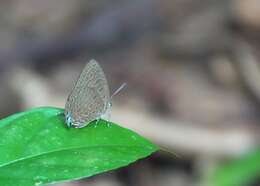 Image of Arhopala pseudomuta Staudinger 1889