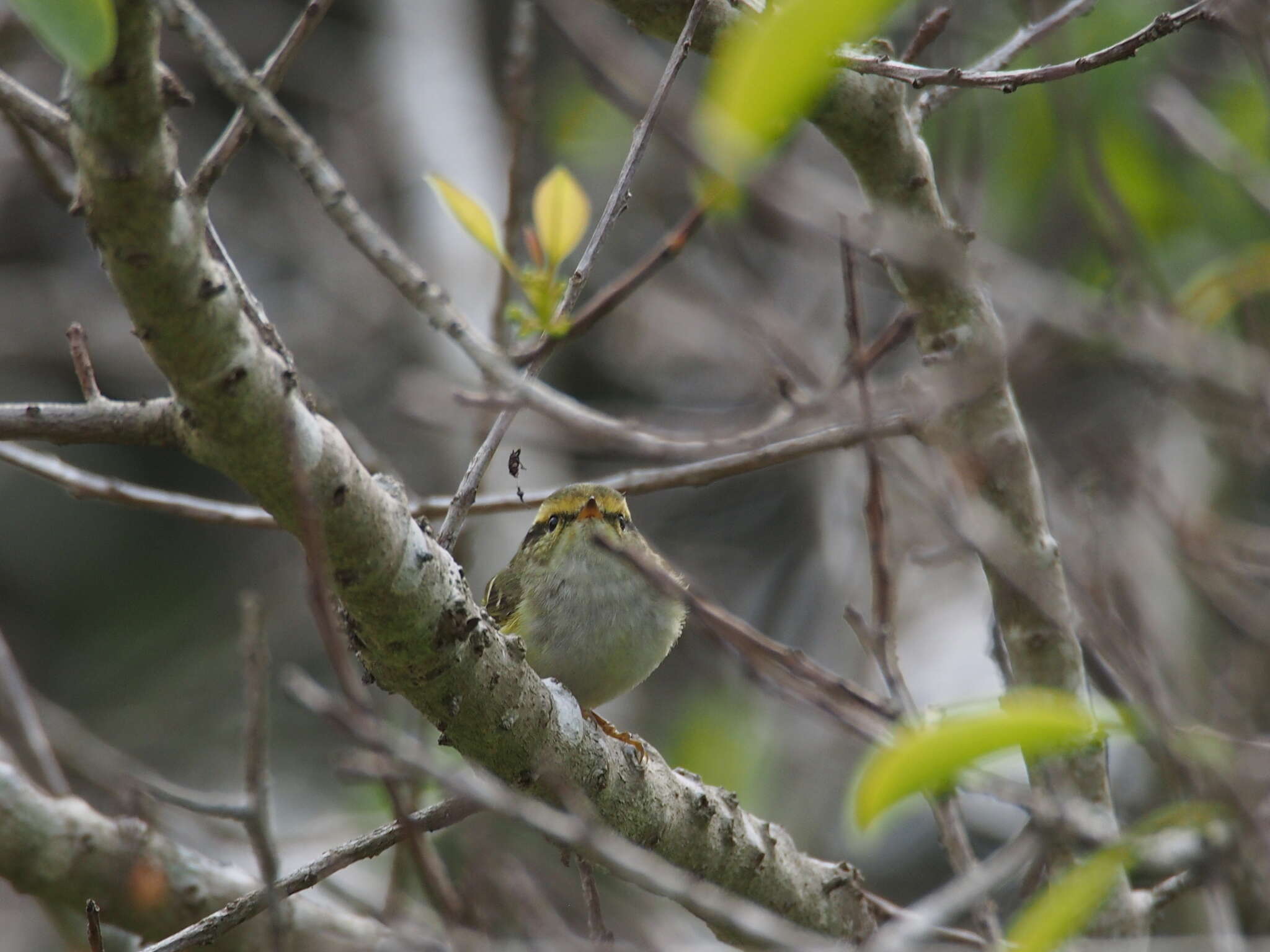 Image of Lemon-rumped Warbler