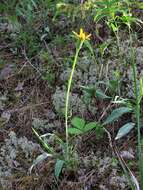 Слика од Scorzonera glabra Rupr.