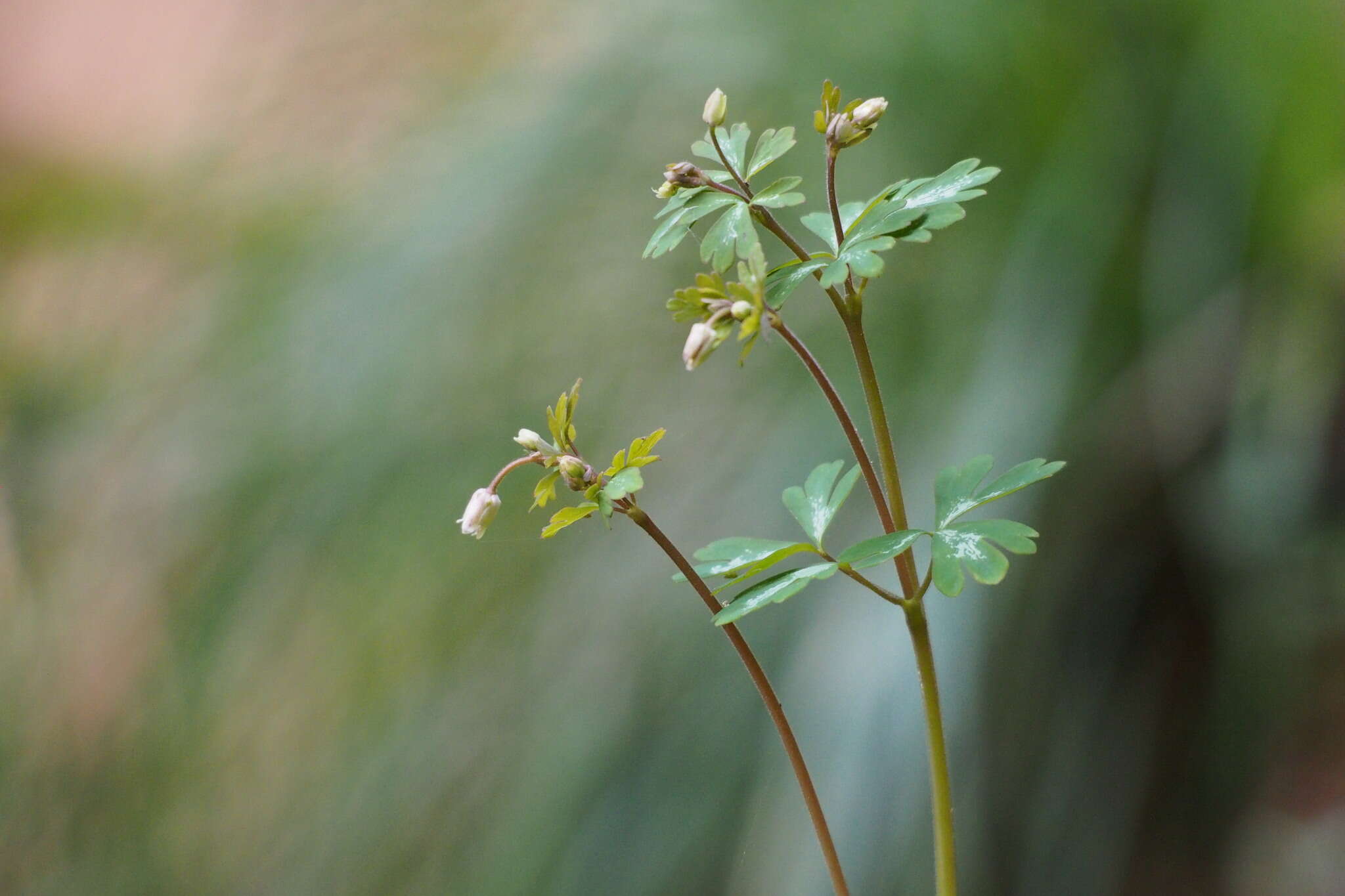 Semiaquilegia adoxoides (DC.) Makino resmi