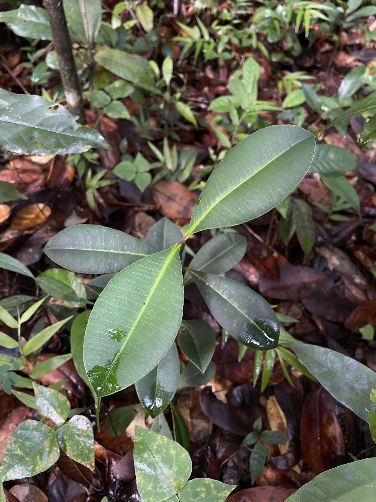 Image de Garcinia portoricensis (Urb.) Alain H. Liogier