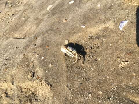 Image of Atlantic sand fiddler