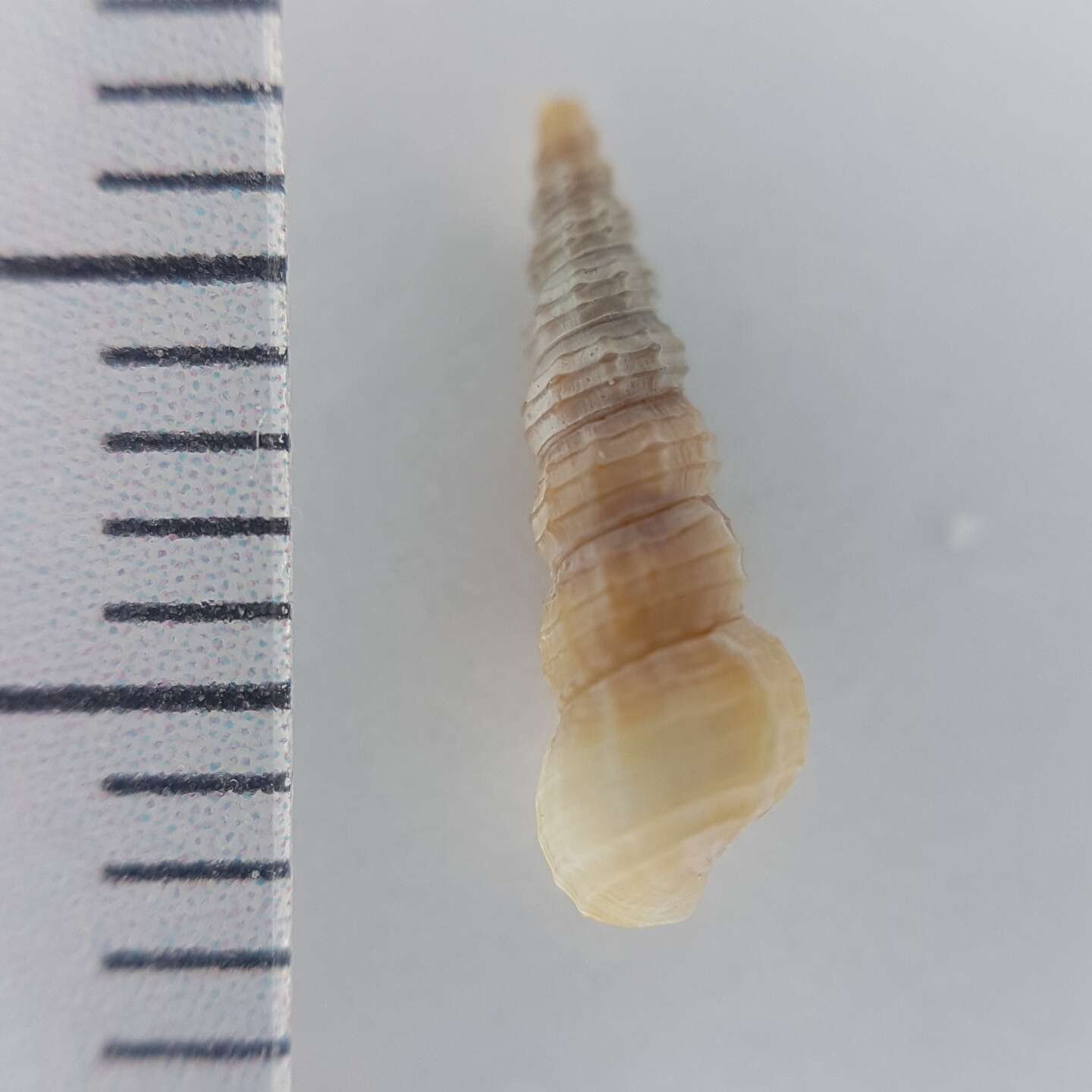 Image of needle shell