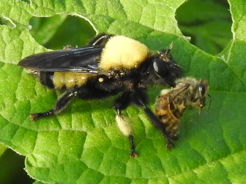 Image of Laphria macquarti (Banks 1917)