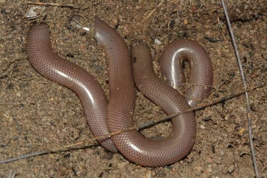 Image of Delalande's Beaked Blind Snake