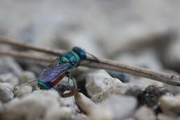 صورة Chrysis