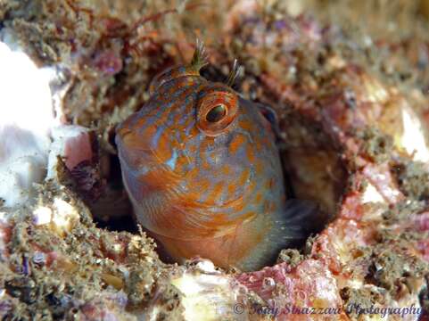 Image of Horned Blenny