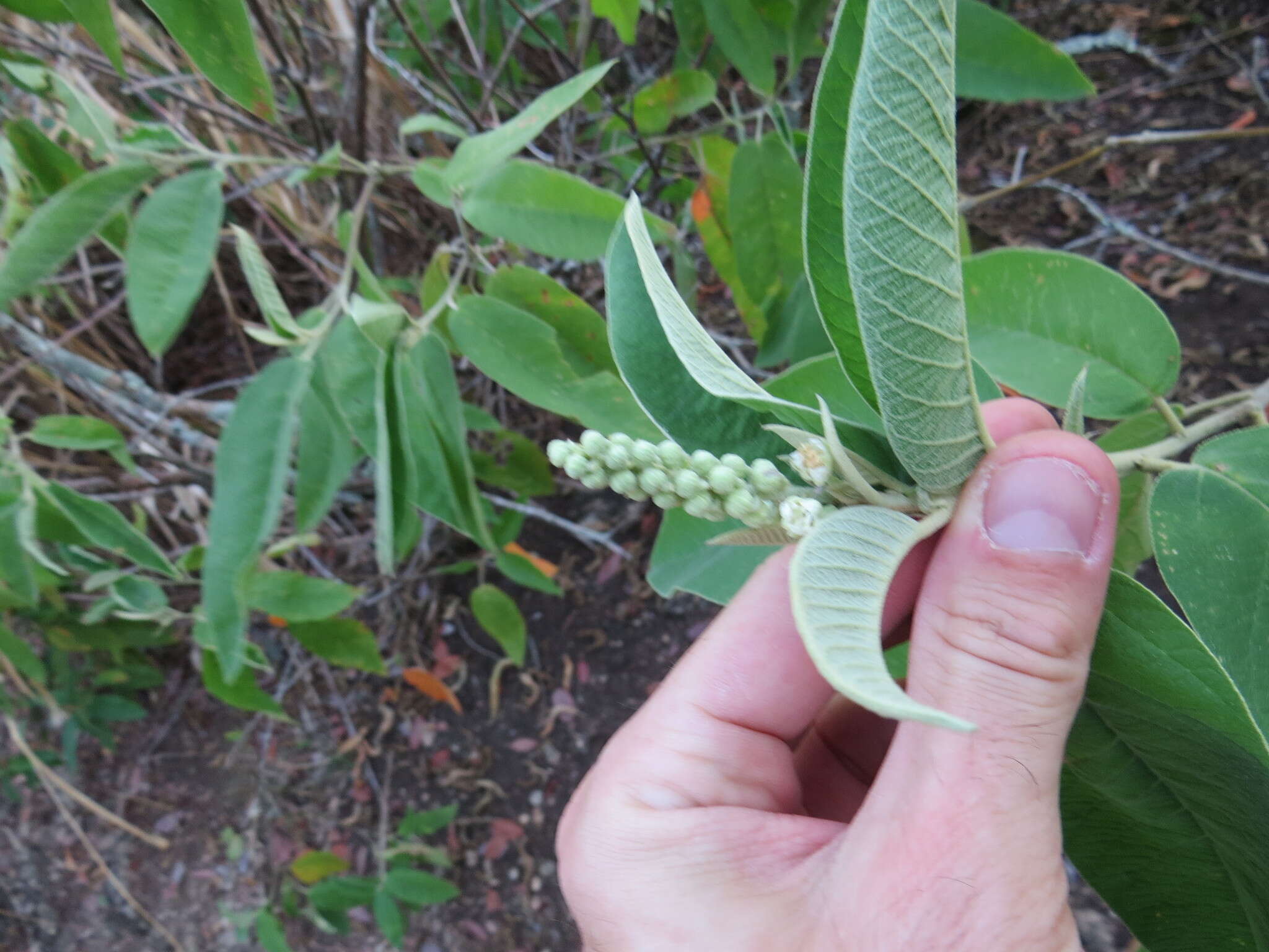 Image of Croton compressus Lam.