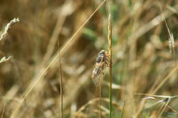 Image of Cicadatra platyptera Fieber 1876