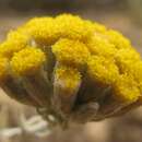 Image of Helichrysum lambertianum DC.