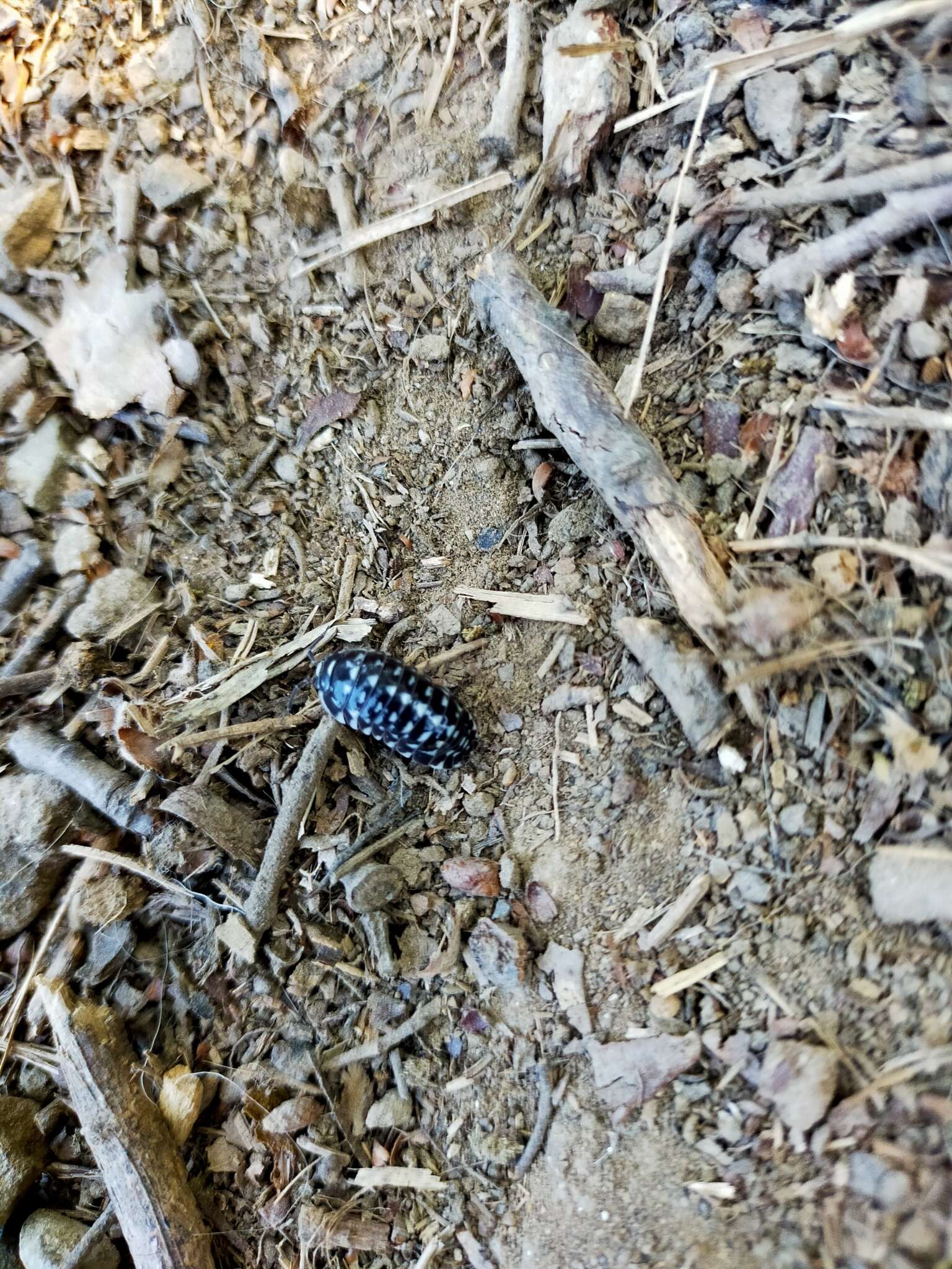 Image of Armadillidium maculatum Risso 1816