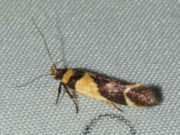 Macrobathra chrysotoxa Meyrick 1886 resmi