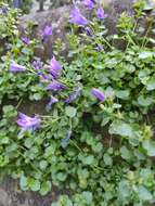 Image of Peach-leaf Bellflower