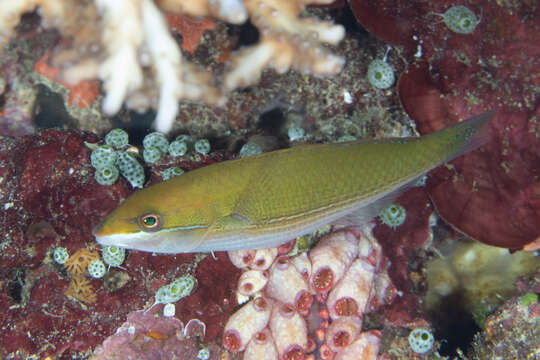 Image of Stripebelly wrasse