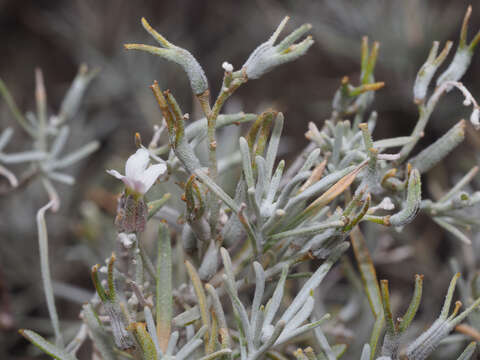 صورة Parolinia platypetala G. Kunkel