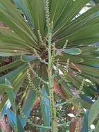 Image of Dracaena xiphophylla Baker