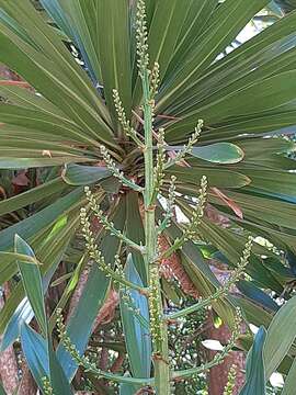 Image of Dracaena xiphophylla Baker