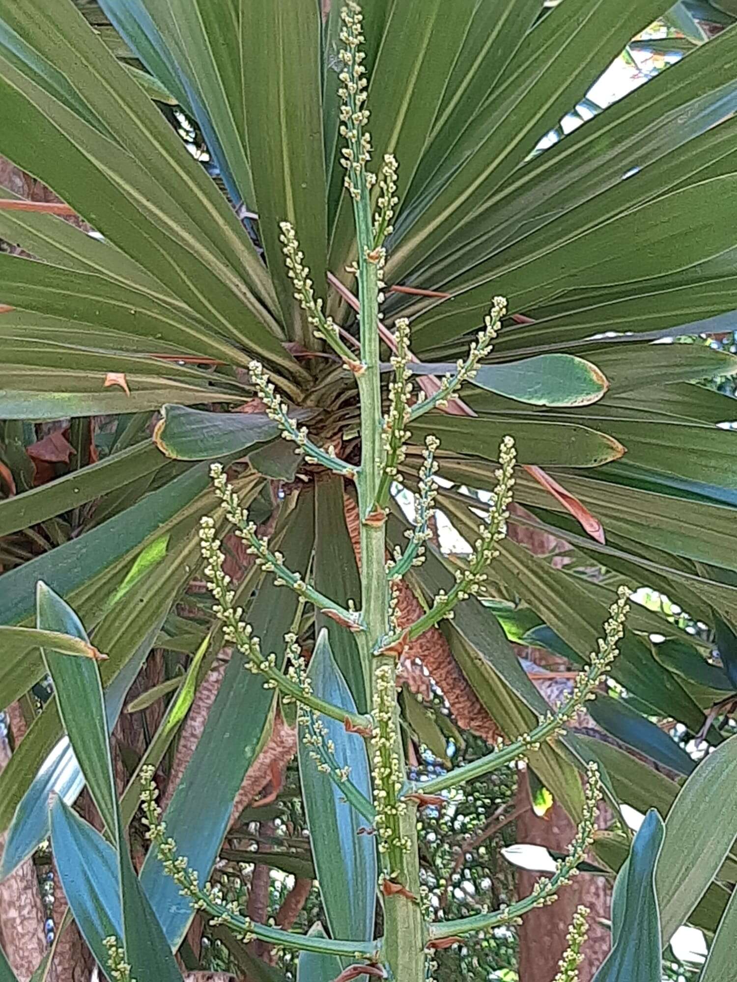 Image of Dracaena xiphophylla Baker