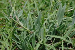 Image of sharpleaf baby's-breath