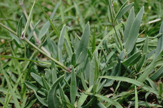 صورة Gypsophila acutifolia Fisch.