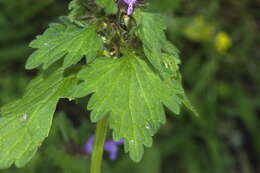 Image of Lamium purpureum var. hybridum (Vill.) Vill.