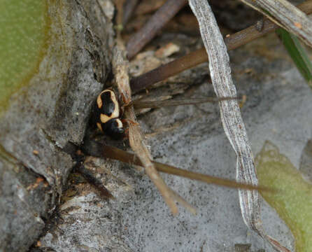 صورة Hyperaspis trifurcata Schaeffer 1905