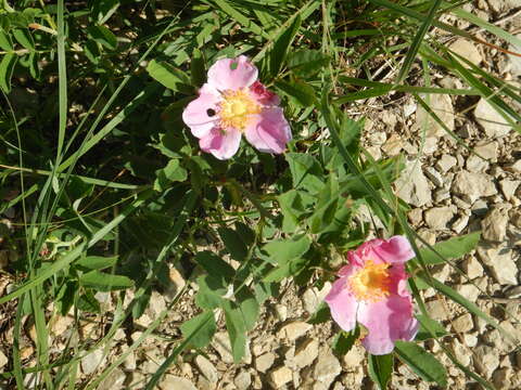 Image of prairie rose