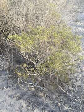 Image of Tetraena madagascariensis (Baill.) Beier & Thulin