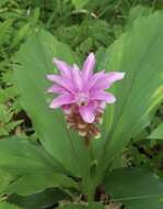 Image de Curcuma rhabdota Sirirugsa & M. F. Newman