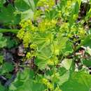 Image of Alchemilla krylovii Juz.