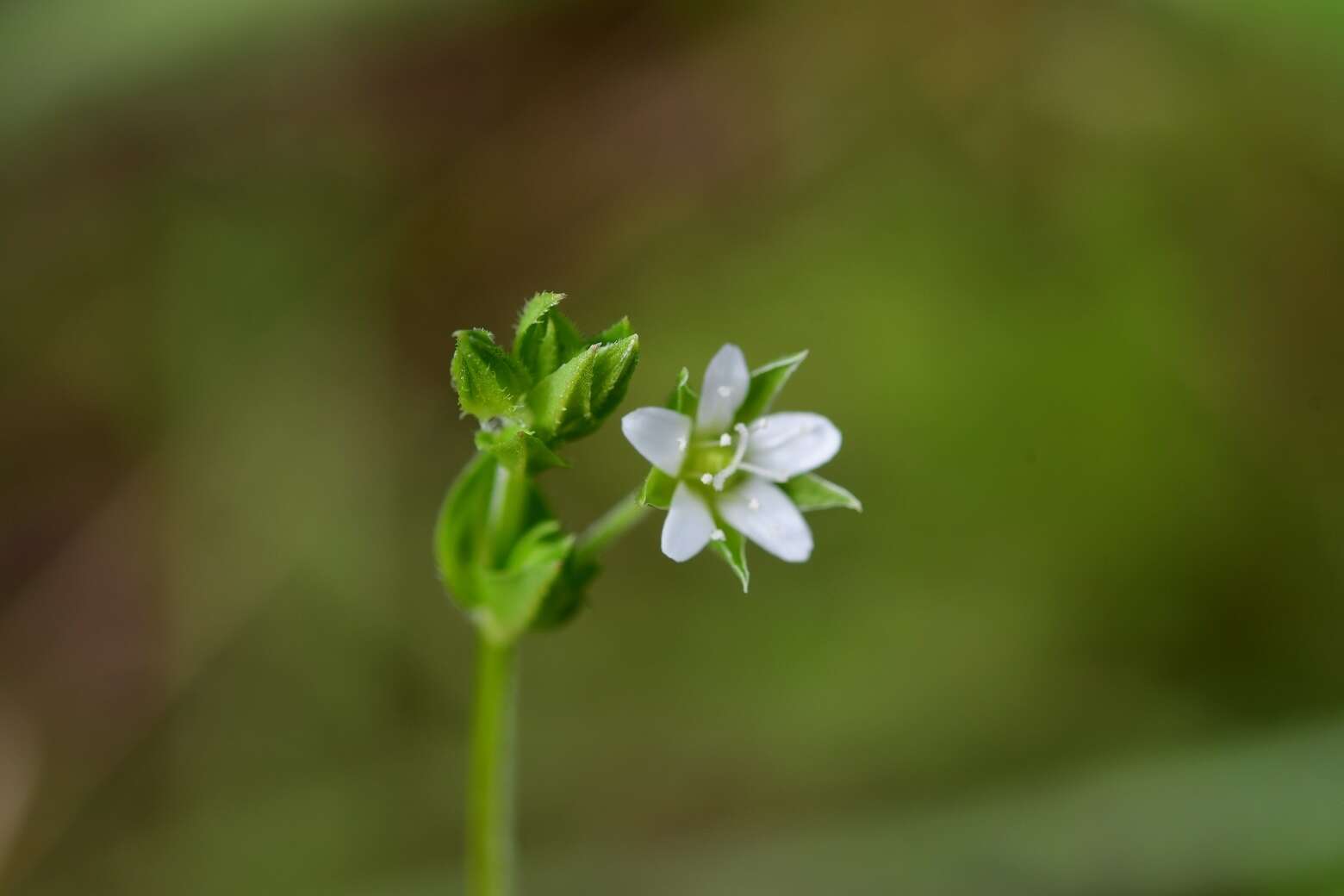 Image of Spreading Sandwort