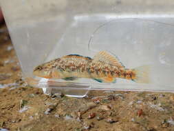 Image of Rainbow Darter