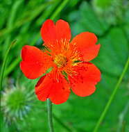 Image of Geum coccineum Sibth. & Sm.