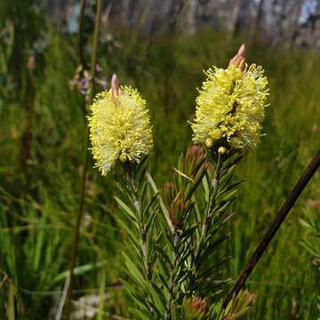 Sivun Callistemon pityoides Miq. kuva