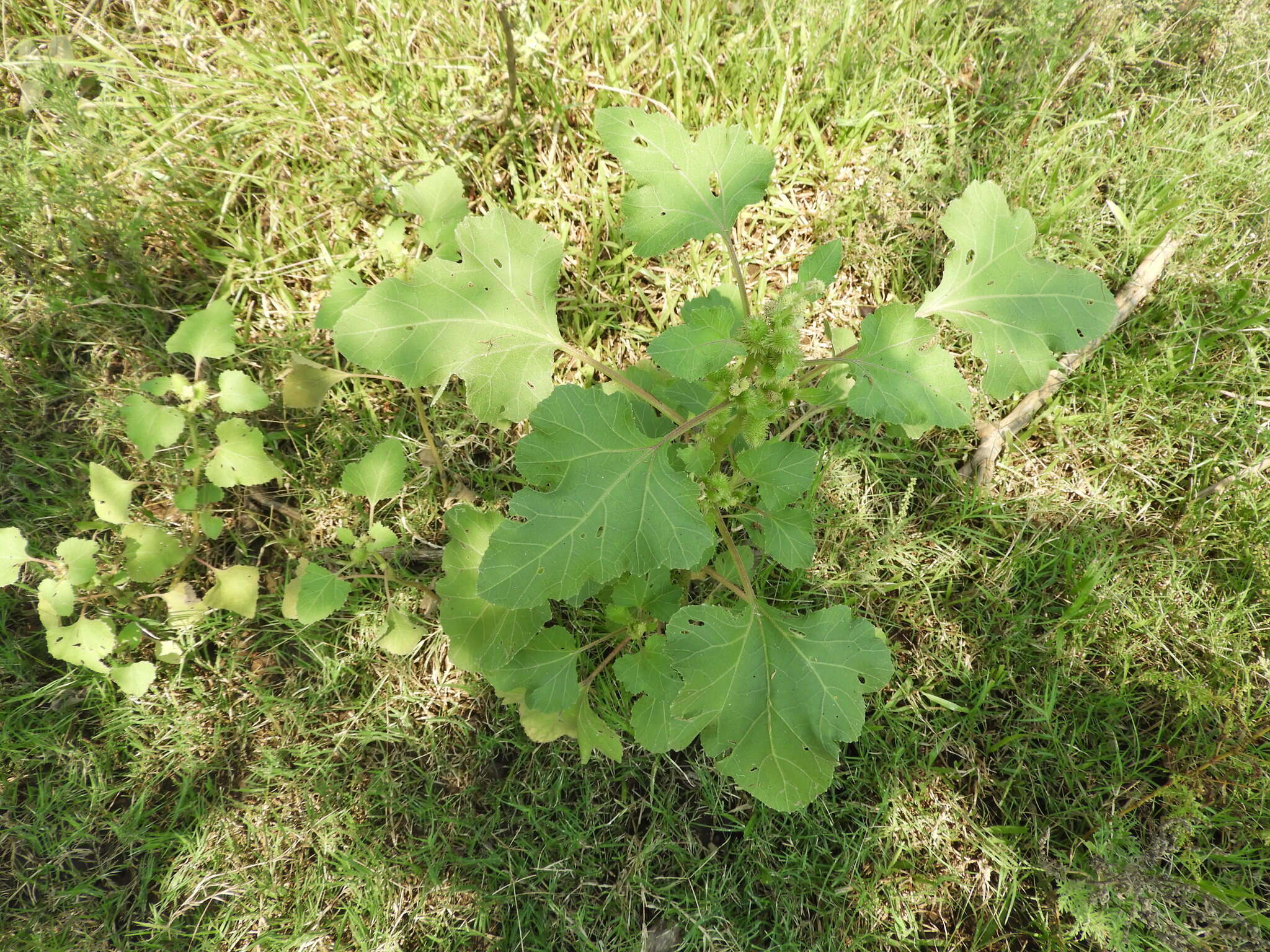 Image of Xanthium orientale subsp. italicum (Moretti) Greuter