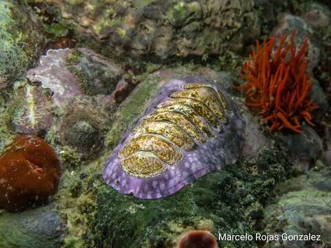 Image of Tonicia chilensis (Frembly 1827)