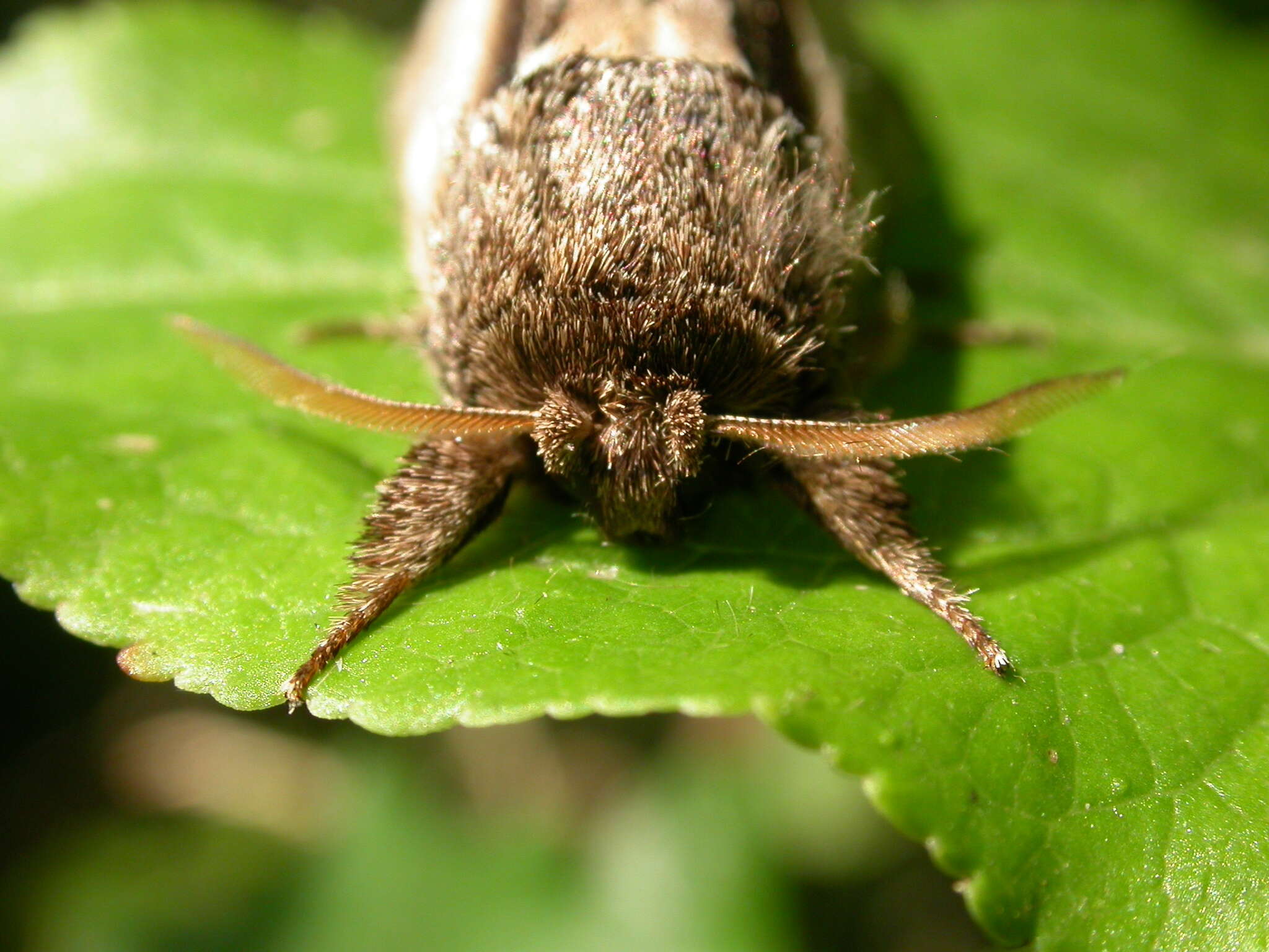 Image of Greater Swallow Prominent