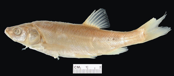 Image of <i>Gila conspersa</i> Garman 1881