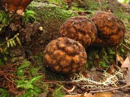 Image of Lycoperdon compactum G. Cunn. 1926