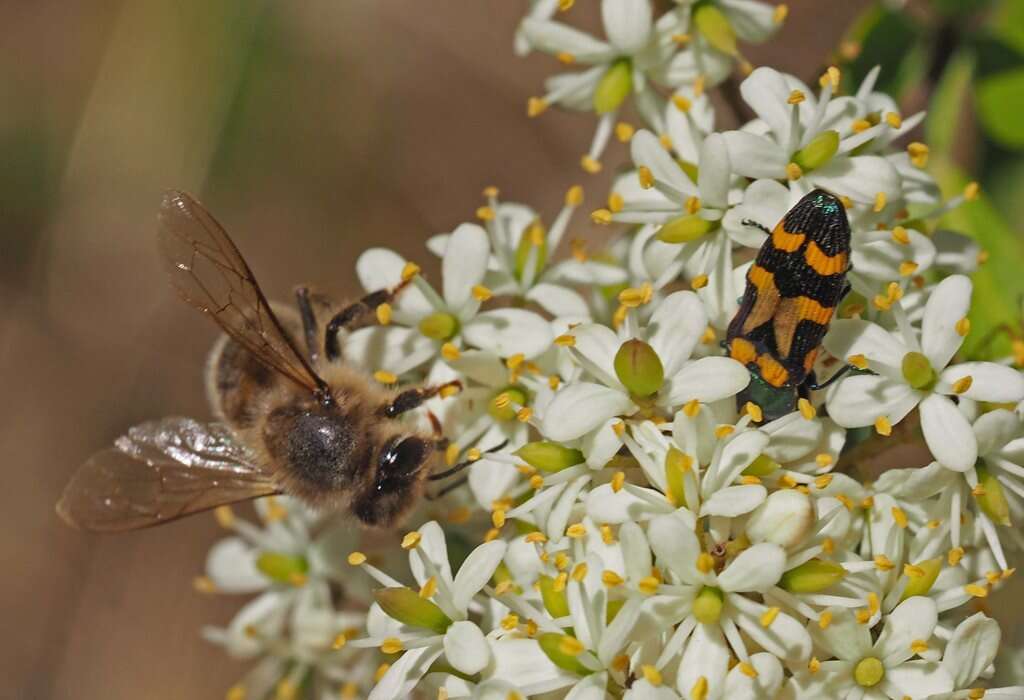 Sivun Castiarina flavopicta (Boisduval 1835) kuva