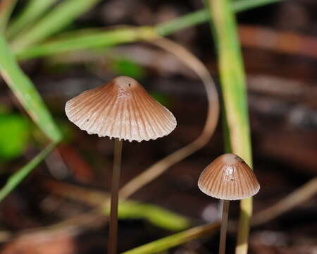 Image of Mycena albidofusca Cleland 1933